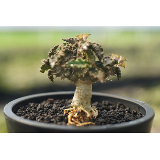圖拉大戢實生 一物一拍 大戢科 多肉 陽光美錦DAYLIGHT PLANTS