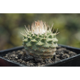 菊水(3.2cm) 一物一拍 仙人掌科 多肉 陽光美錦DAYLIGHT PLANTS
