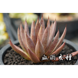 血雨交種 一物一拍 龍舌蘭科 多肉 陽光美錦DAYLIGHT PLANTS
