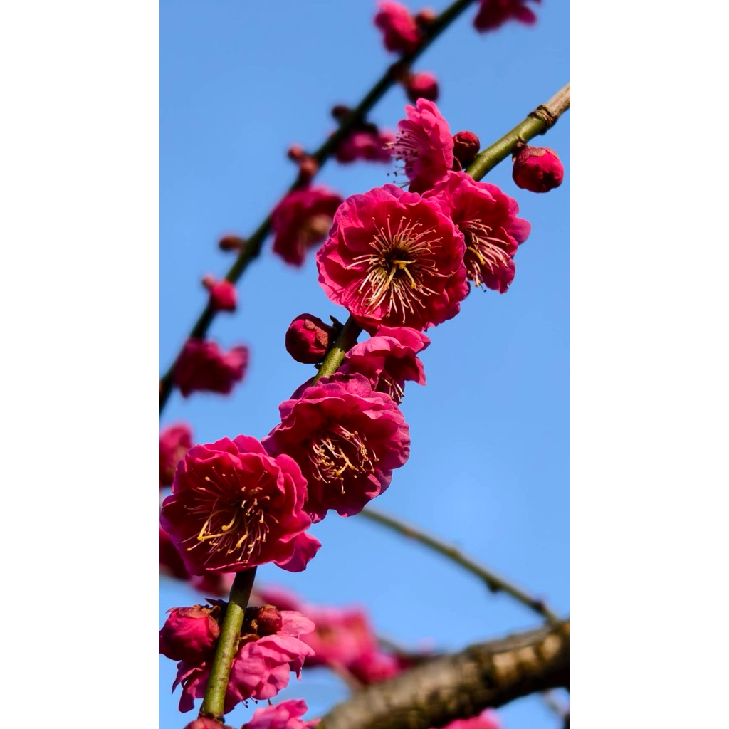 紅梅盆栽的價格推薦- 2026年5月| 比價比個夠BigGo