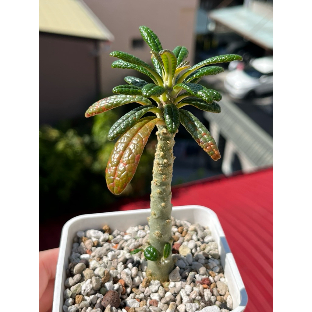 塊根植物琉桑的價格推薦 - 2026年5月 | 比價比個夠BigGo