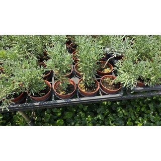 李家果苗 芙蓉 3吋盆 香草植物 高度10公分 特價45元