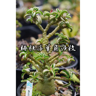 梅杜莎羊角沙枚 一物一拍 夾竹桃科 多肉 陽光美錦DAYLIGHT PLANTS