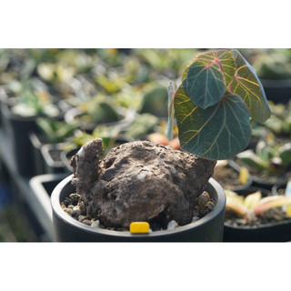 大葉山烏龜(10.9cm) 一物一拍 防己科 多肉 陽光美錦DAYLIGHT PLANTS.
