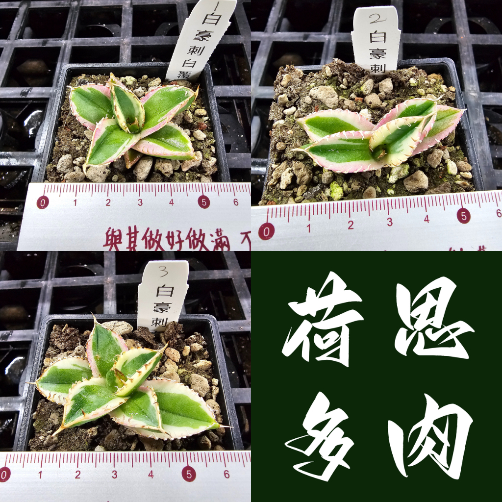 龍舌蘭白覆輪的價格推薦- 2026年5月| 比價比個夠BigGo