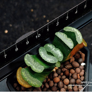 M7347 (實生17-032seedgrown)超銀亮Super Silver Shine♀5409Ⅹ〃雪河Snowy