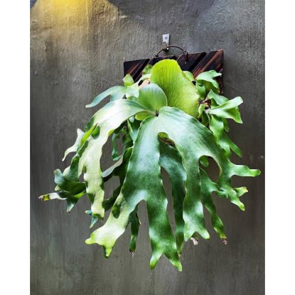 阿提米斯鹿角蕨 (P. Artemis) 雨林 蕨類植物 （更7/23