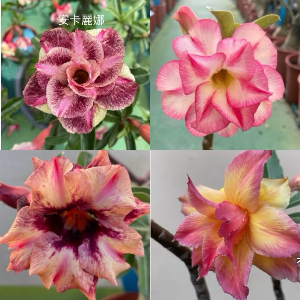 【沙漠玫瑰種子】高發芽率 耐旱植物 珍稀重瓣品系 多肉植物