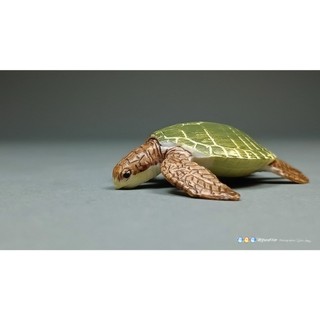 TWTS 精選 高擬真 綠蠵龜 Green sea turtle 瀕危 海龜 模型