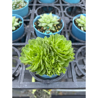 Jay 多肉植物 菊瓦蓮