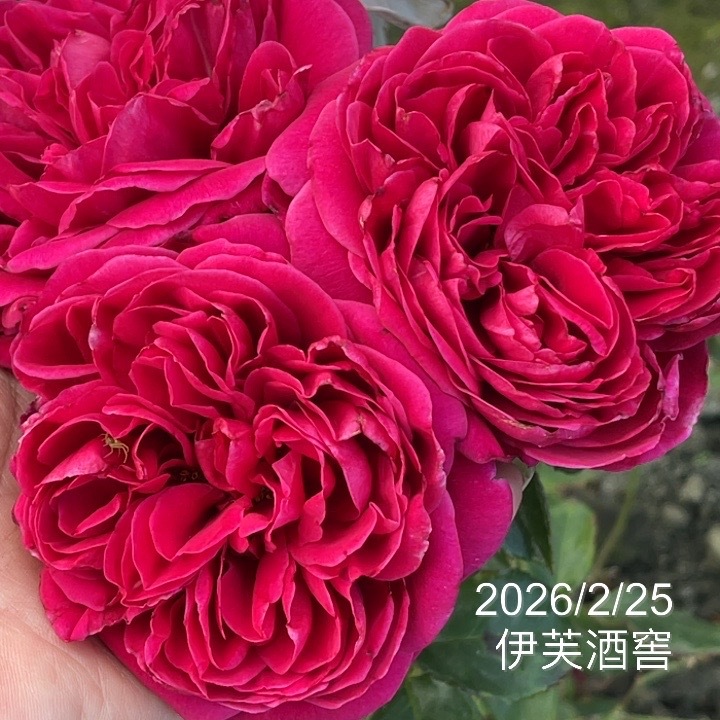 伊芙酒窖 庭院大花 庭院豐花 花期長 好養的伊芙 《四季有花玫瑰園》玫瑰苗 玫瑰盆栽 嫁接樹玫瑰 月季棒棒糖