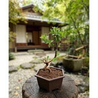 【藝樹盆栽】南嶺蕘｜Indian Wikstroemia 🌿植悟誌