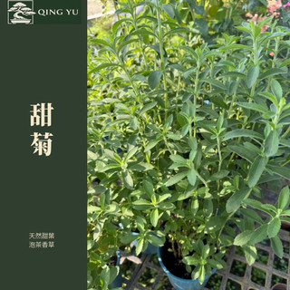 甜菊 盆栽｜天然代糖植物 無熱量甜葉｜可泡茶可食用｜居家香草 新手好養｜Stevia rebaudiana