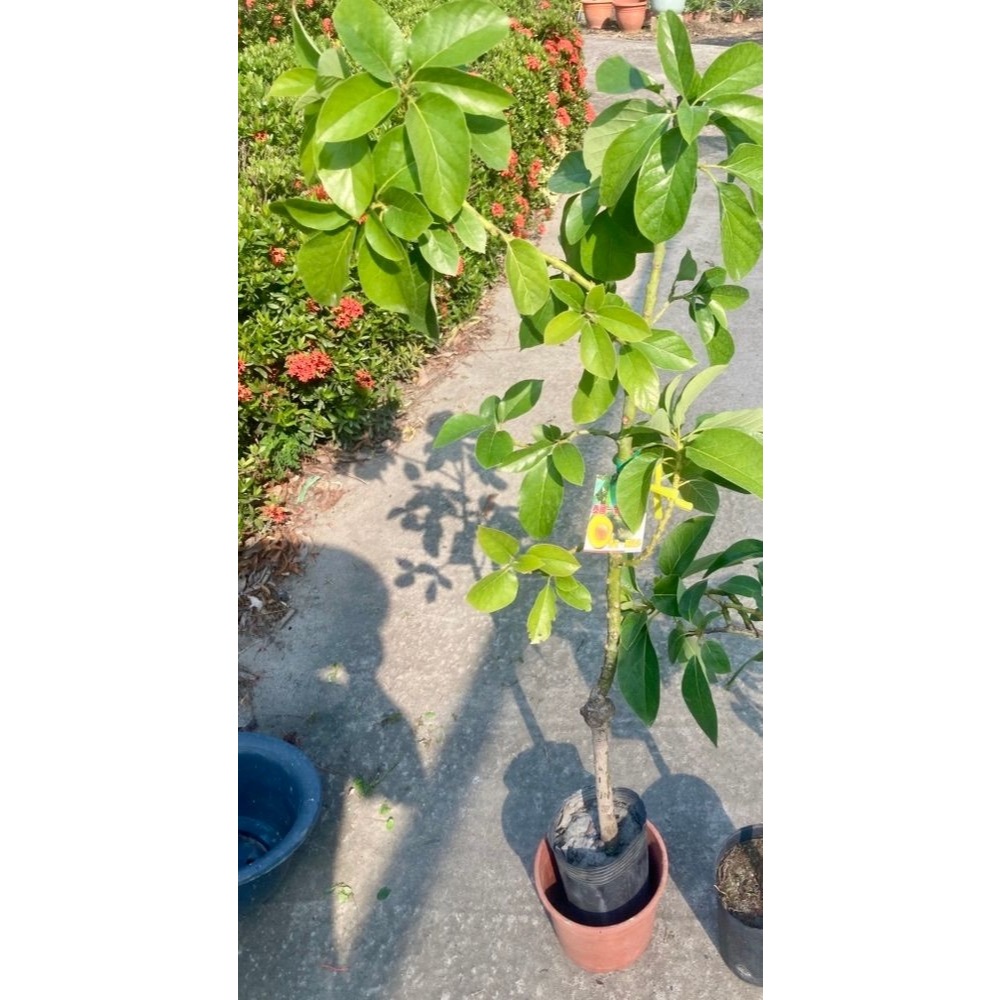 勿直接下標 皇家一號甜酪梨 泰國一號酪梨 一號 甜酪梨 另有 綠鑽 哈斯 平克頓 露拉 秋可 十月紅 厚兒 波露克 酪梨