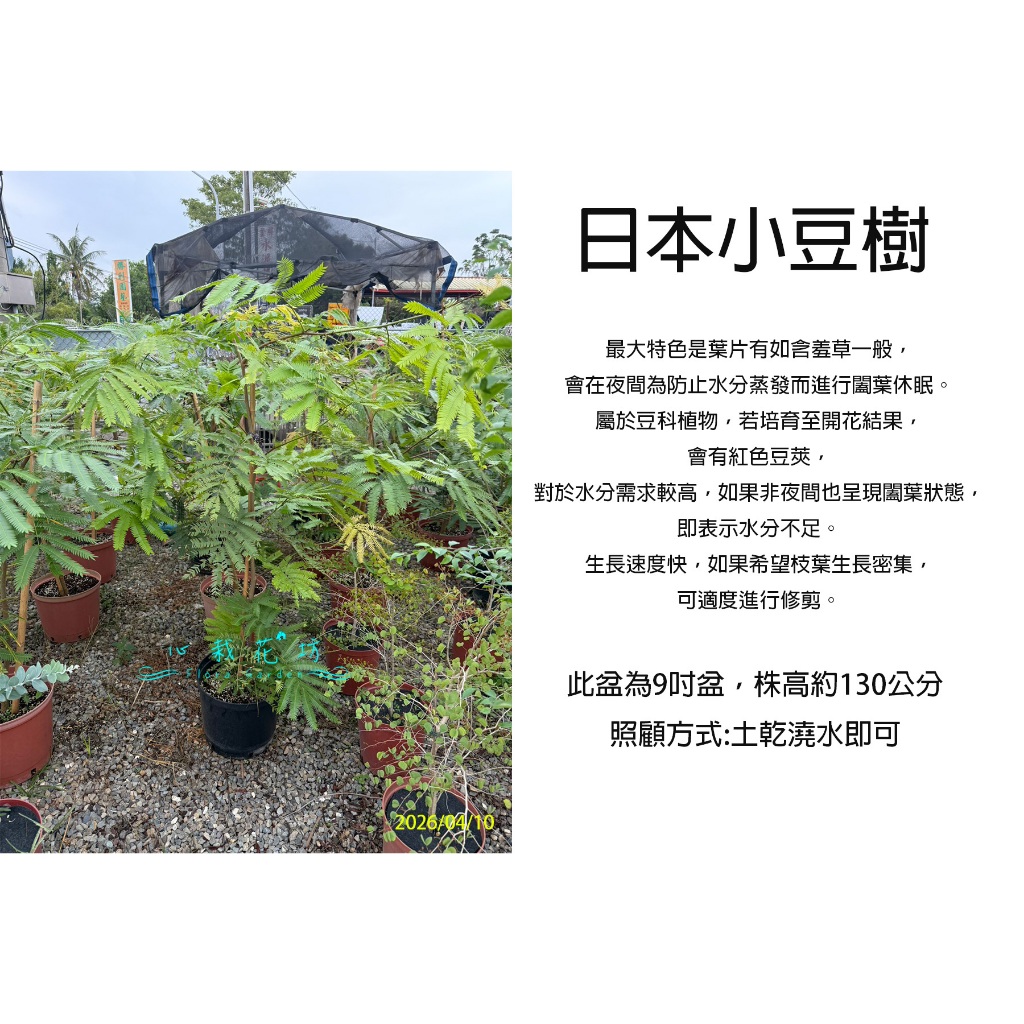 心栽花坊-雞髯豆/小豆樹/日本小豆樹/密葉猴耳環/宅配超過高度會切/8吋/觀葉植物/室內植物/綠化植物/特價2500