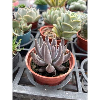 Jay 多肉植物 魔爪
