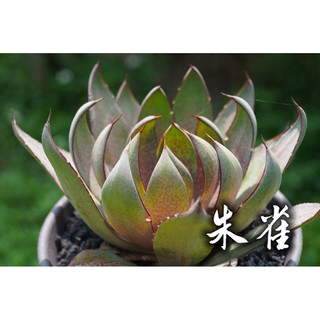 朱雀 一物一拍 龍舌蘭科 多肉 陽光美錦DAYLIGHT PLANTS
