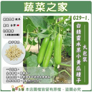 【蔬菜之家】大包裝G29-1.白精靈水果小黃瓜種子1.5克(約55顆)(有藥劑處理)全雌水果小胡瓜/F1 果菜