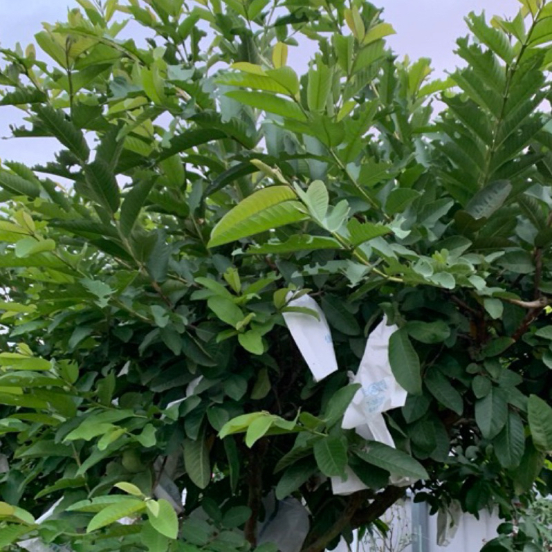 芭樂葉。哈斯酪梨葉。芒果葉。都是新鮮現採。出貨👍竹節蟲最愛（50克）」