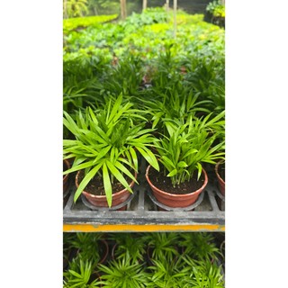 李家果苗 袖珍椰子 3吋盆 小品 觀葉植物 單價40元
