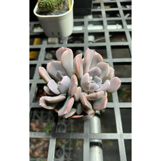 Jay 多肉植物 黛比（易掉葉品種）