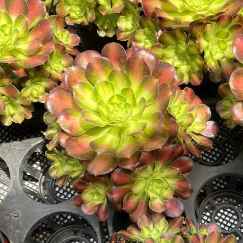 紅法師多肉的價格推薦- 2026年5月| 比價比個夠BigGo