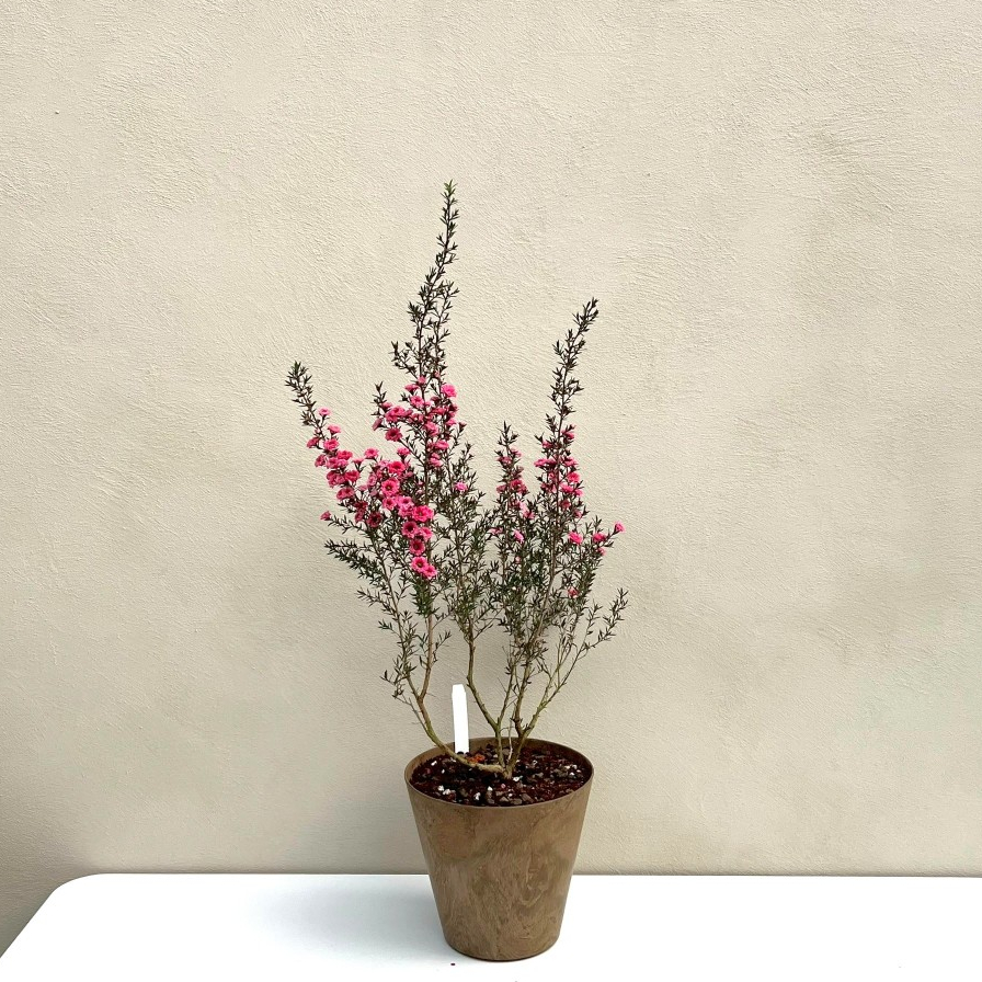 紅梅盆栽的價格推薦- 2026年2月| 比價比個夠BigGo