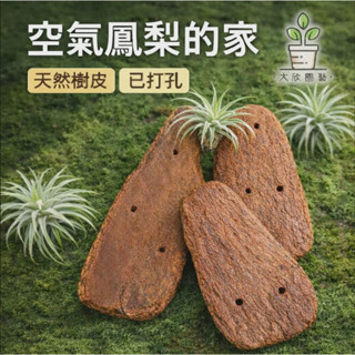 【大欣園藝】24h出貨 買五送一 空氣鳳梨 DIY樹皮 樹皮 天然樹皮 裝飾樹皮 空氣鳳梨 樹塊 鋁線 吊掛樹皮