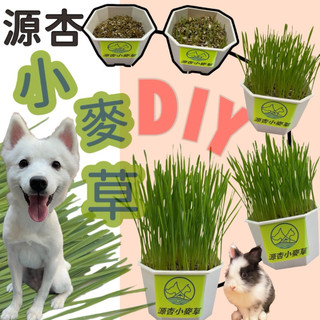 🌺妤珈寵物店🌺源杏 輕鬆玩 小麥草 一盆 DIY 辦公觀賞盆栽 兔草 狗草 貓草 高發芽率