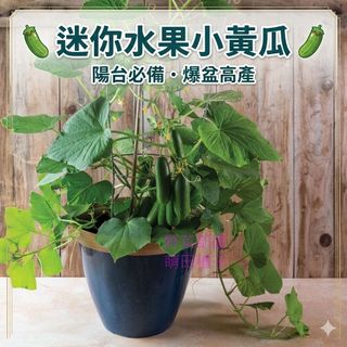 【萌田種子~】K74 迷你水果小黃瓜種子30粒 全雌小胡瓜種子 全雌胡瓜種子 迷你小黃瓜 水果小黃瓜 全雌小黃瓜~