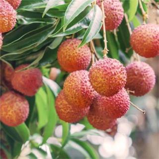 【Bit By Bit 產地咬一口】高雄大樹玉荷包 (28mm~36mm 冷藏 送禮首選 禮盒 荔枝 新鮮水果 預購 )