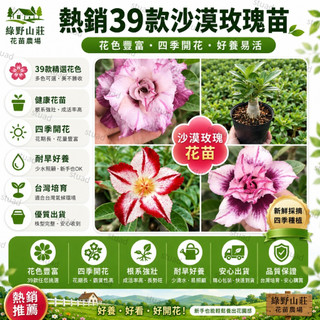 台灣現貨🌹【39款沙漠玫瑰苗】🌹3吋盆/稀有沙漠玫瑰 重辦沙漠玫瑰花苗 基地直發 沙漠玫瑰花苗 名貴品種四季播種陽臺盆栽