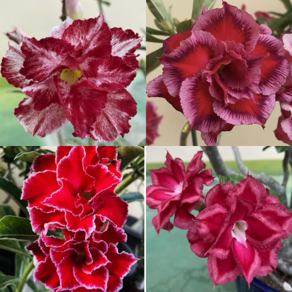 【沙漠玫瑰種子】高發芽率 耐旱植物 珍稀重瓣品系 多肉植物