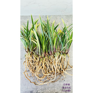 煜炘蘭坊 四季蘭《黃金彩虹》小材體25芽