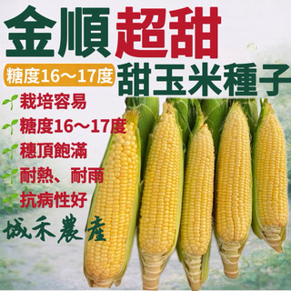 城禾農產🍃 金順超甜甜玉米種子 200克約1450粒 甜玉米種子 水果玉米種子 超甜玉米種子 金順玉米種子 水果玉米種子