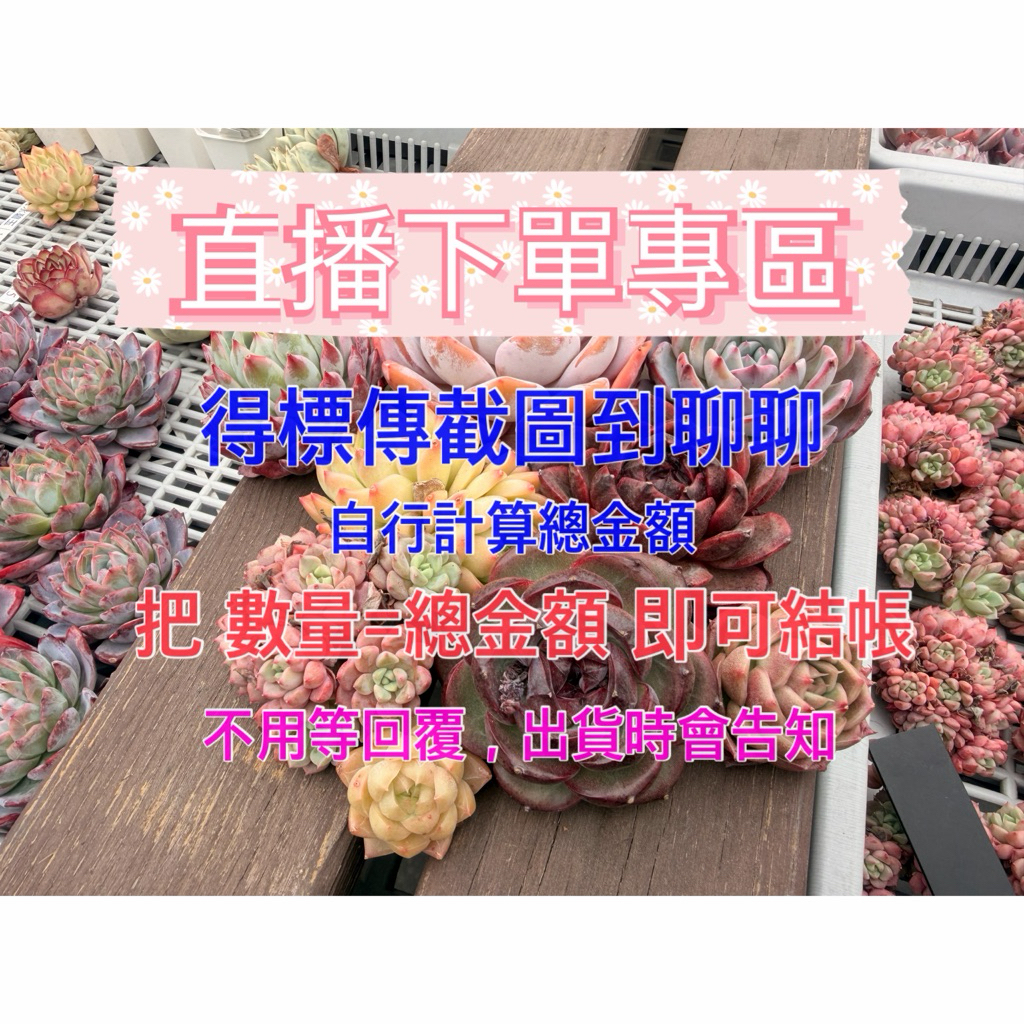 多肉魔法堂 無根直播下單區（1元為1單位）