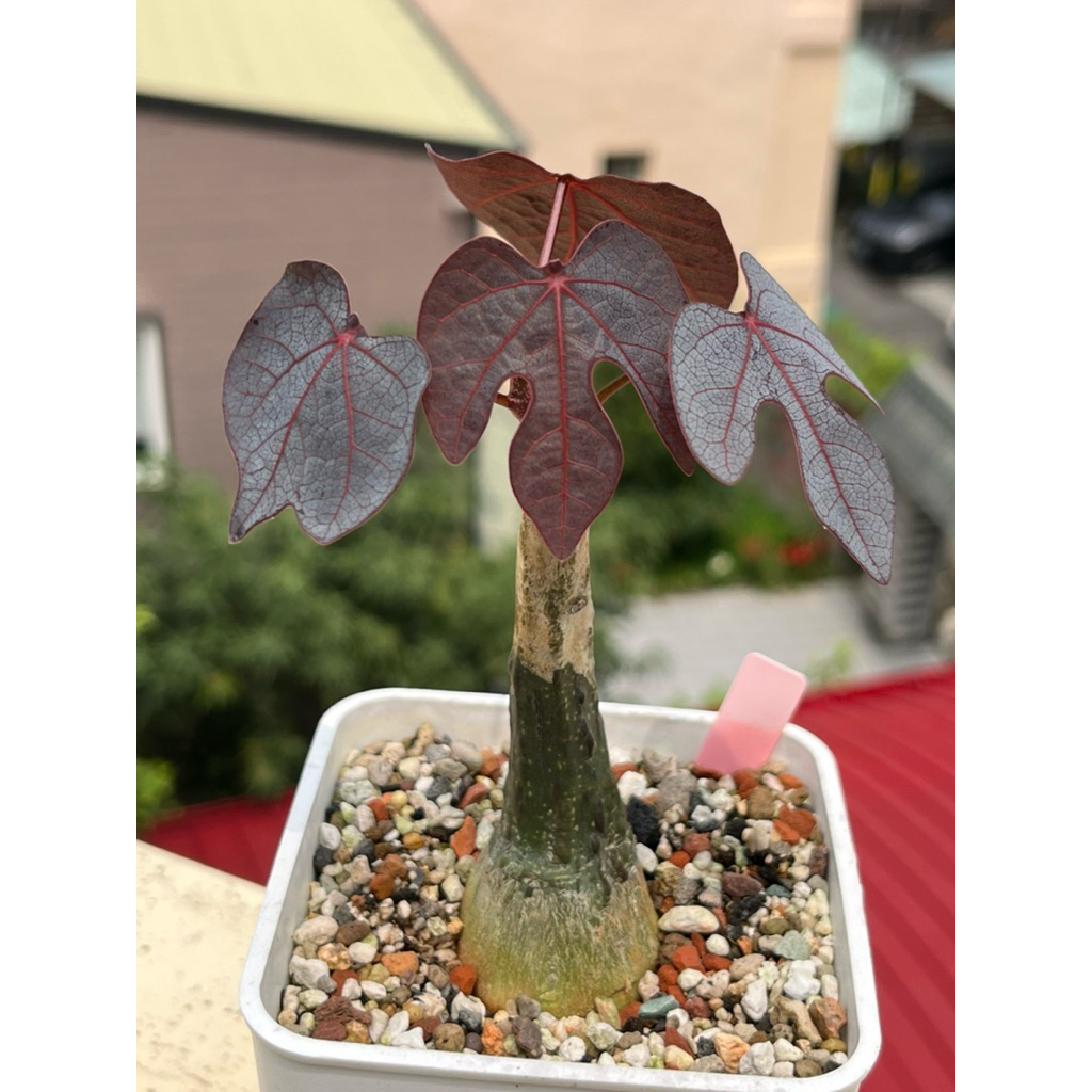 【紅葉西番蓮】Adenia stylos/大戟科/西番蓮屬/塊根植物/紅葉西番蓮