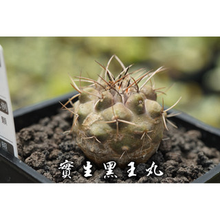 實生黑王丸 一物一拍 仙人掌科 多肉 陽光美錦DAYLIGHT PLANTS