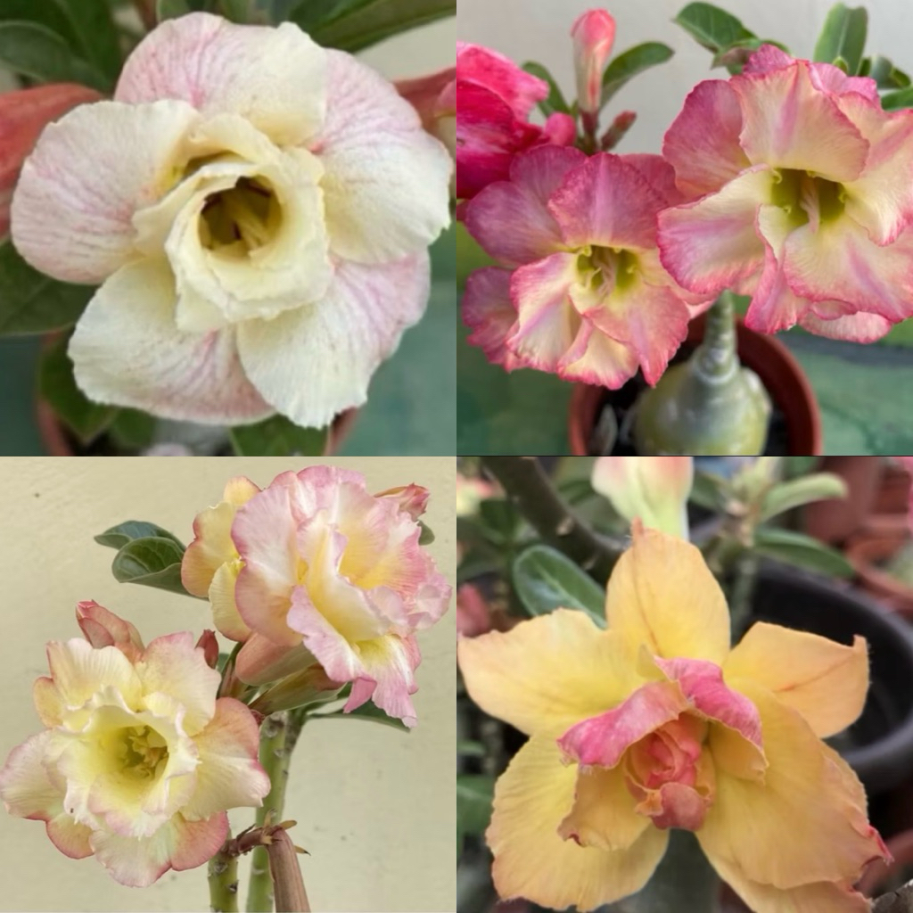 【沙漠玫瑰種子】高發芽率 耐旱植物 珍稀重瓣品系 多肉植物