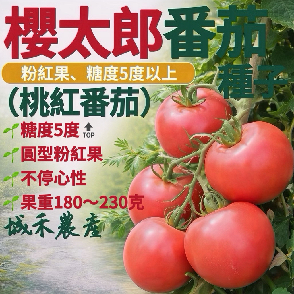 城禾農產🍃 櫻太郎番茄種子 6粒 桃太郎番茄種子 中型番茄種子 中番茄種子 櫻桃番茄種子 紅蕃茄種子 番茄種子 蕃茄種子