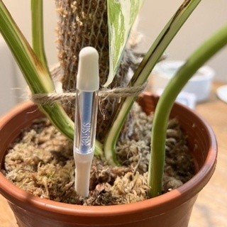 sustee 土壤濕度計補充包【植男之丘】 植物水分計 水份檢測計 盆栽土壤監控計 象牙宮 象足漆樹 多肉 鹿角