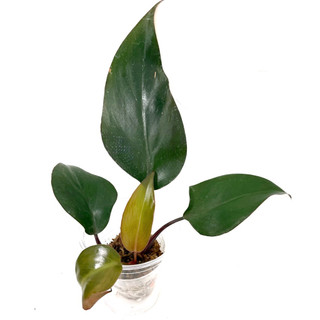 Philodendron Royal Queen/頂芽/ㄧ物一拍/暗黑系