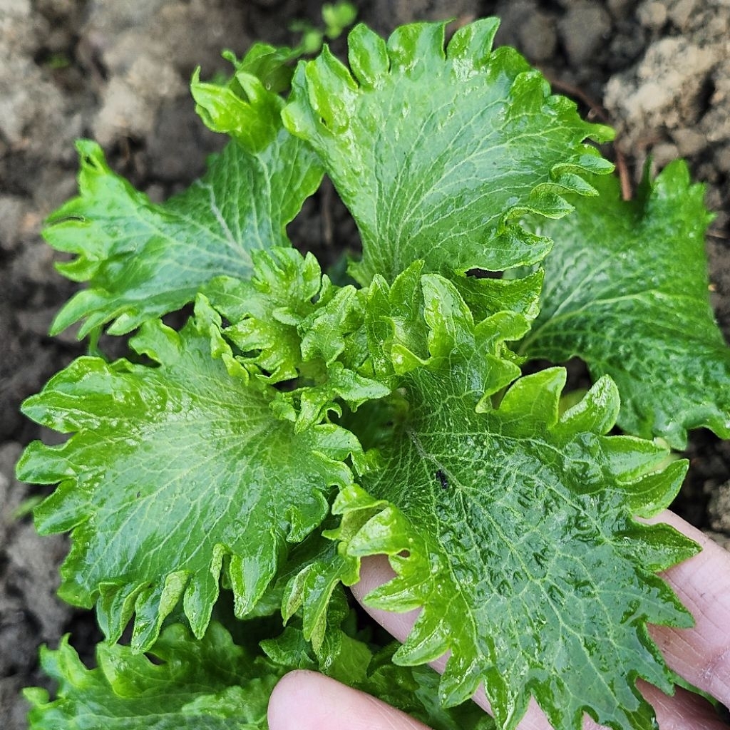 紫蘇品種大全／種苗出貨紅葉1株25元