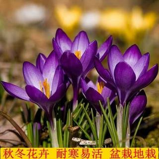 藏紅花種球 超低價 四季藏紅花 耐寒凍花 藏紅花種球 藏紅花植物 四季種植開花