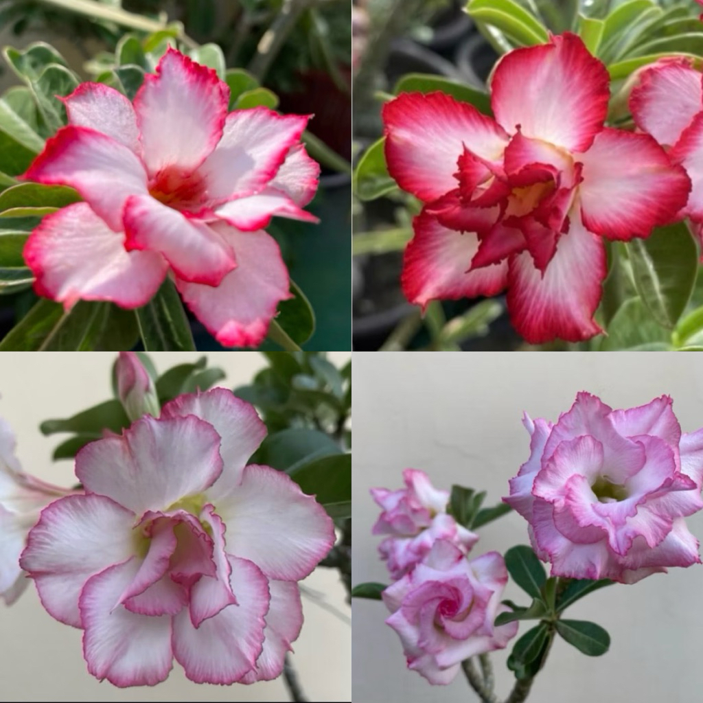 【沙漠玫瑰種子】高發芽率 耐旱植物 珍稀重瓣品系 多肉植物