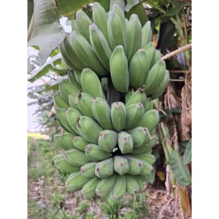 〔雲林〕pisang kepok 1kg/3kg。印尼芭蕉。Saba banana 。