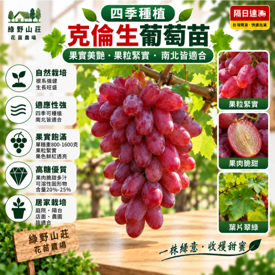 台灣現貨🍇【克倫生葡萄】🍇克倫生葡萄苗 四季種植（4吋盆/黑軟盆）/水果葡萄苗/帶葉子發貨/水果苗/葡萄樹苗/基地直發