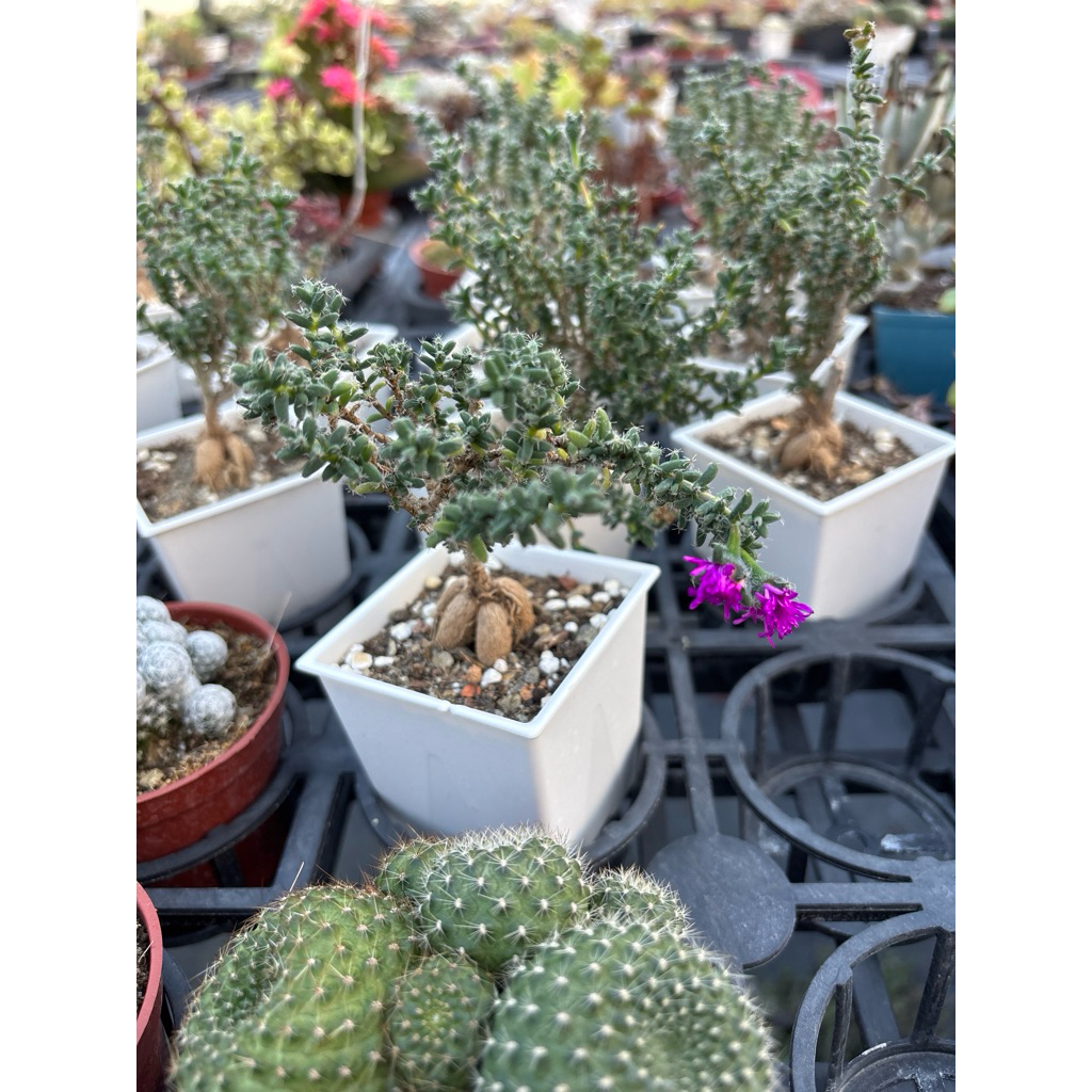 Jay 多肉植物 姬紅小松