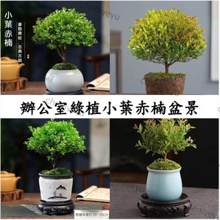 臺灣現貨🌷【小葉赤楠盆景】🌷稀有名貴小葉赤楠盆栽 招財鎮宅 四季常綠 盆栽植物綠植 陽臺小院桌面種植樹苗 基地直發