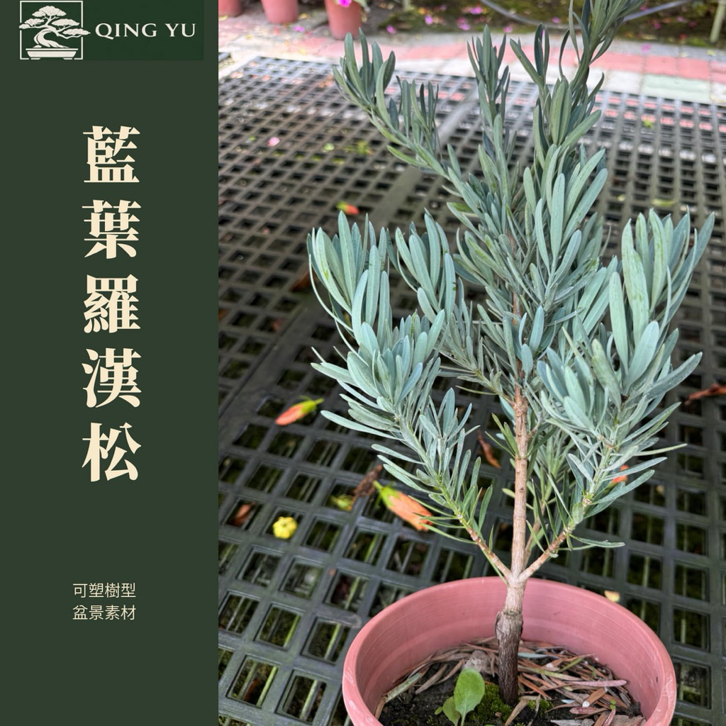 銀松盆栽的價格推薦- 2026年7月| 比價比個夠BigGo